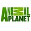 Реклама на Animal Planet доступна для российских рекламодателей