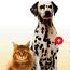 Royal canin открывает новый сайт и новое интернет-сообщество