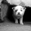 В Екатеринбурге бездомные собаки снимутся для социальной рекламы