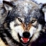 Товарный знак «тамбовский волк» взяли под охрану
