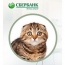 Котики рекламируют ипотеку от Сбербанка