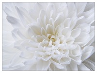 белый цветок